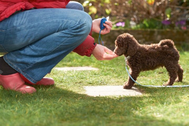 Kinh nghiệm chăm sóc chó Poodle toàn diện từ A đến Z