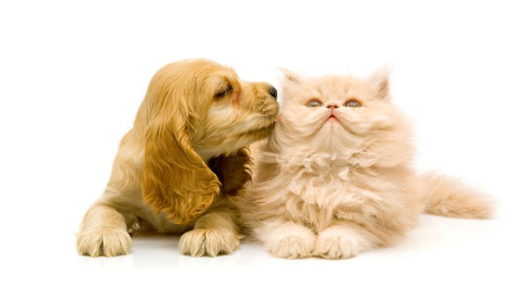 Giữ Chó Mèo Ngày Tết: Hướng Dẫn Toàn Diện Để Thú Cưng An Toàn & Hạnh Phúc