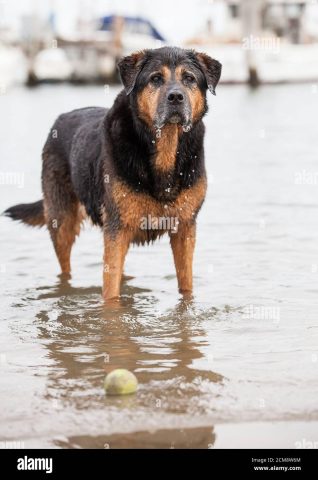 Hình Ảnh Chó Rottweiler Con: Hướng Dẫn Chăm Sóc Toàn Diện