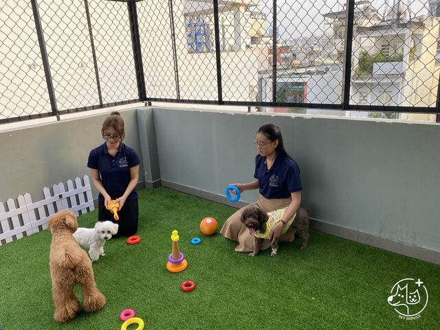PET SERVICE: Dịch vụ giữ chó giá rẻ và uy tín tại TPHCM