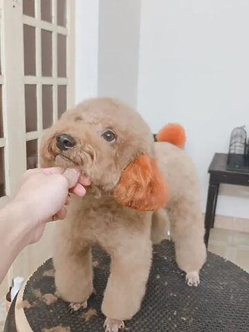 Pets Kingdom Đà Lạt chuyên cung cấp các gói dịch vụ spa toàn diện cho thú cưng.
