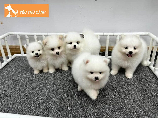 Pets Quy Nhơn Shop - Shop thú cưng tại Quy Nhơn