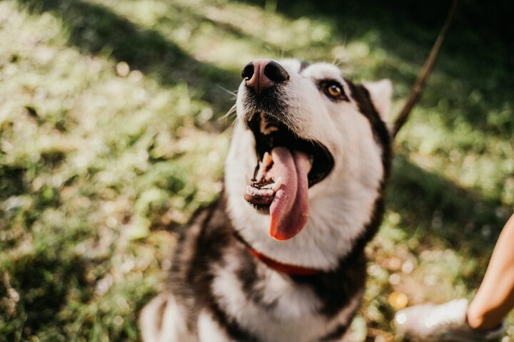 Troll Dog ảnh