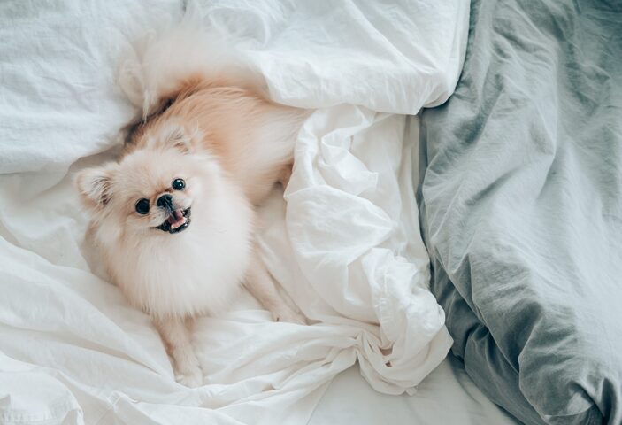 Con chó dễ thương