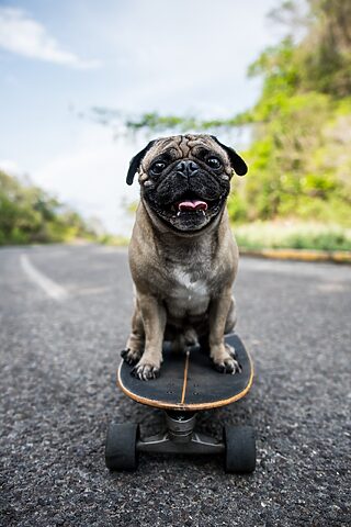 Chó Bulldog cute