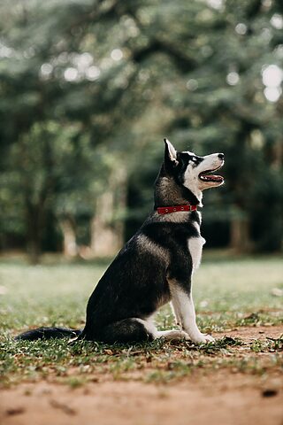 Ảnh về Pet Dog