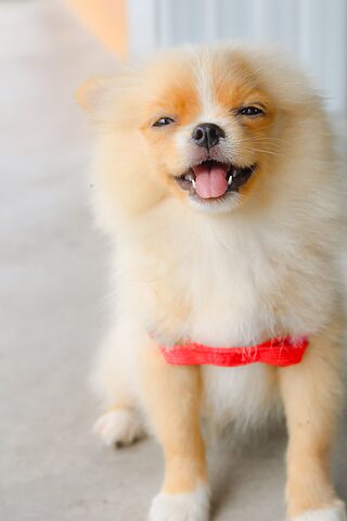 Con chó dễ thương