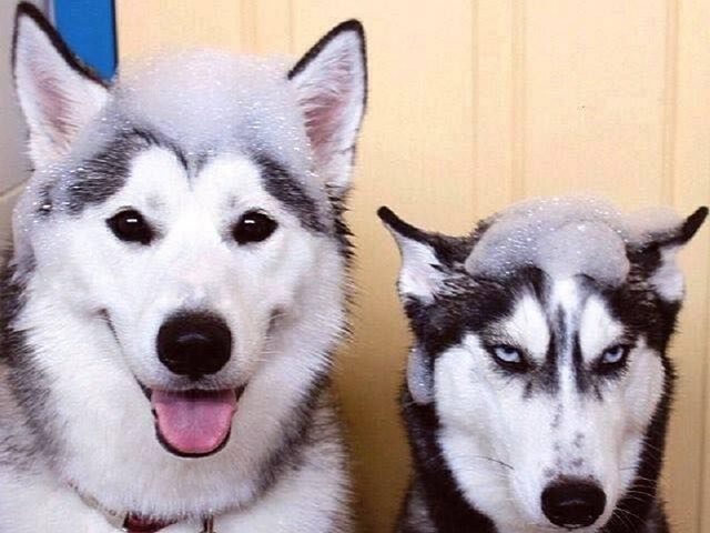 So Sánh Chó Alaska Và Husky Chi Tiết: Hướng Dẫn Toàn Diện