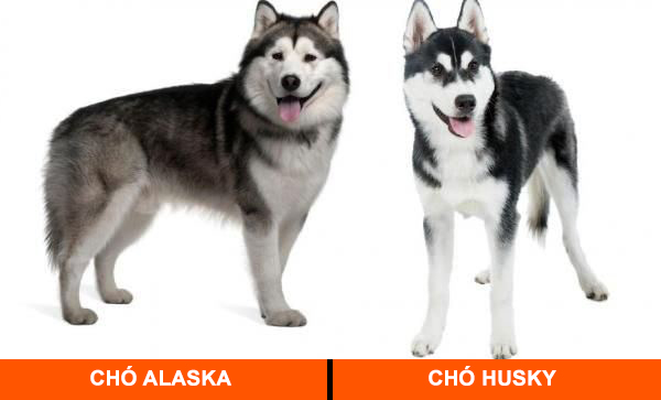 So Sánh Chó Alaska Và Husky Chi Tiết: Hướng Dẫn Toàn Diện