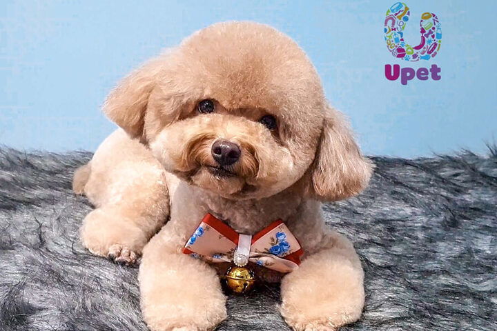 Shop Bán Chó Mèo Hà Nội UPET shop bán chó mèo hà nội