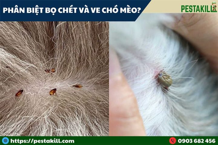 Nằm Mơ Thấy Bọ Chét Chó: Giải Mã Ý Nghĩa Và Con Số May Mắn