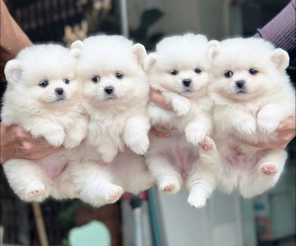 Mua Chó ở Cần Thơ: Hướng Dẫn Chi Tiết Từ A Đến Z