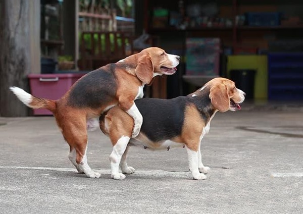 Khi Nào Cho Chó Phối Giống: Hướng Dẫn Toàn Diện - image 2