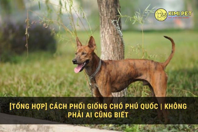 Phối giống cho chó Phú Quốc