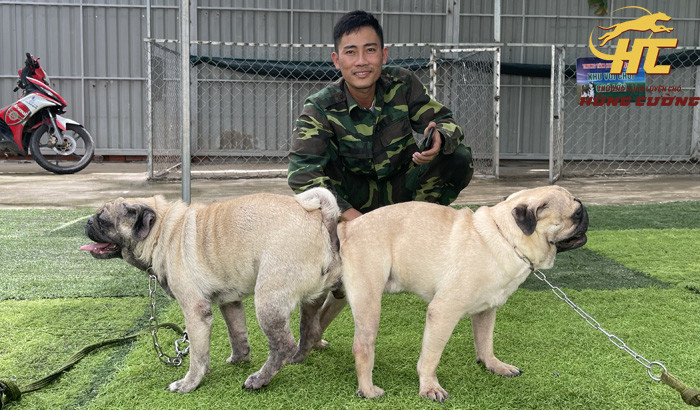 phối giống chó pug tphcm thuần chủng chất lượng
