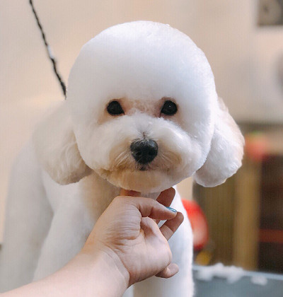 Phong cách Puppy Cut cho Poodle với bộ lông tròn mềm mại Phong cách Puppy Cut cho Poodle với bộ lông tròn mềm mại