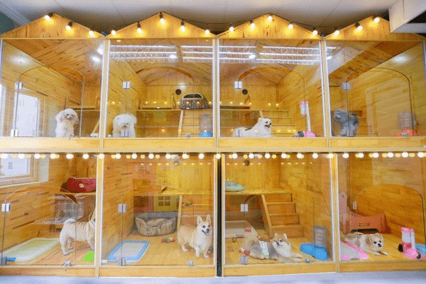 Phòng Penthouse tại Kimi Petshop