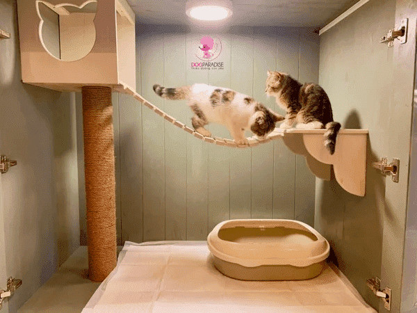 Phòng riêng tại DogParadise