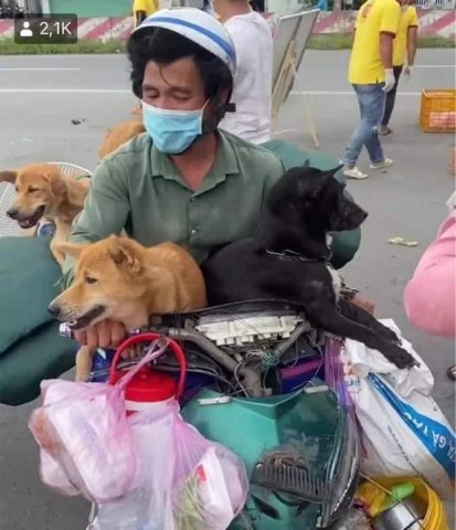15 Chú Chó Về Quê: Hành Trình Cuối Cùng Đầy Cảm Động
