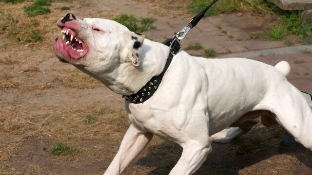 Hình ảnh chó Pitbull đẹp: Ấn tượng mạnh mẽ và sự thật về chúng