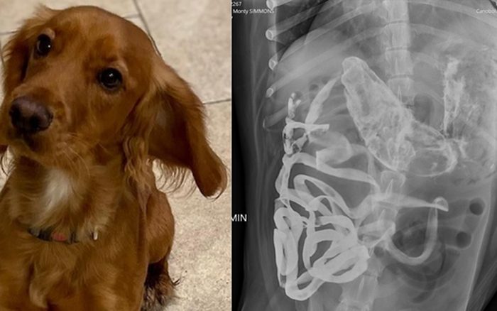 Biểu hiện chó bị thủng ruột: Dấu hiệu, chẩn đoán và xử lý kịp thời