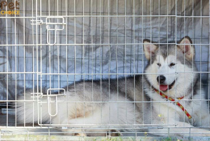 Phụ kiện cho chó Alaska: Hướng dẫn chăm sóc toàn diện từ A đến Z