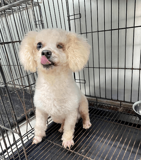 Hướng dẫn truyền dịch dưới da cho chó mèo tại nhà
