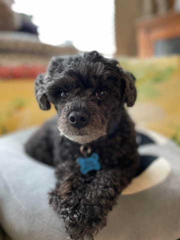 Poodle ăn rau để bổ sung dinh dưỡng Chó Poodle Ăn Rau Gì: Hướng Dẫn Chi Tiết Từ Chuyên Gia