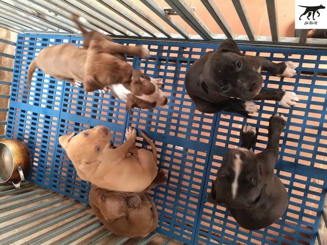 Cách Nuôi Chó Pitbull Con Khỏe Mạnh, Ngoan Ngoãn Từ A Đến Z Cách Nuôi Chó Pitbull Con Khỏe Mạnh, Ngoan Ngoãn Từ A Đến Z