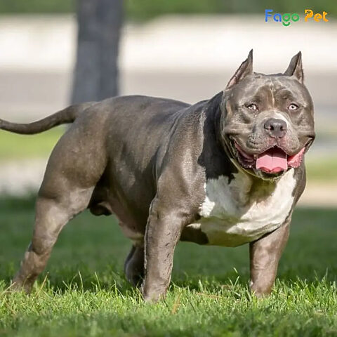Pitbull, một giống chó nghiệp vụ quân đội tiềm năng