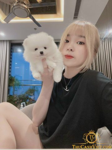 Mua Chó Đẹp Ở Hà Nội: Cẩm Nang Toàn Diện Cho Người Yêu Thú Cưng