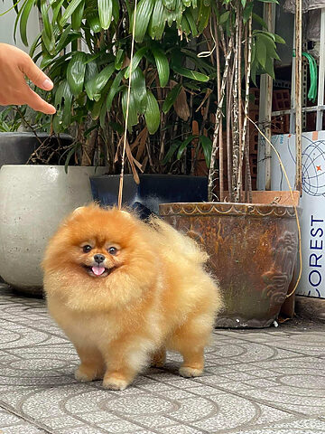 Pomeranian mặt gấu trưởng thành với bộ lông được cắt tỉa tạo hình tròn trịa đáng yêu