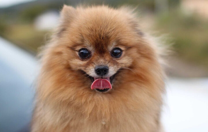 Pomeranian (Phốc Sóc), giống chó nhỏ thông minh với bộ lông xù tròn như gấu bông