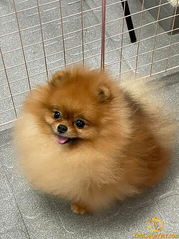 Pomeranian vàng lửa với bộ lông 3 lớp cực dày, rất ít rụng lông nếu được chăm sóc đúng cách
