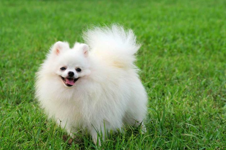 Những Chú Chó Đáng Yêu Nhất Thế Giới: Khám Phá Top Breed
