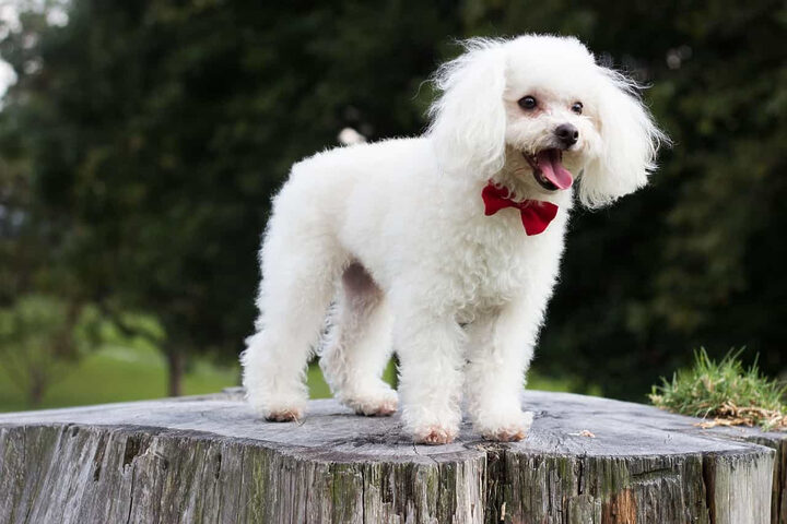 Chú chó Poodle đáng yêu với bộ lông xoăn Khám Phá Các Chú Chó Đáng Yêu Nhất: Đặc Điểm & Lợi Ích