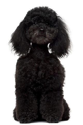 Poodle 5 tuổi ngồi oai phong