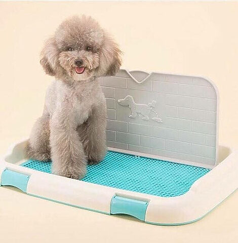 Poodle con đang học cách đi vệ sinh đúng chỗ trong quá trình huấn luyện