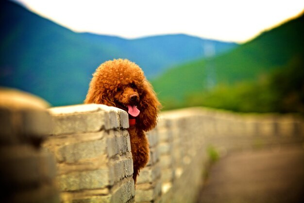 Poodle đáng yêu đứng trên tường