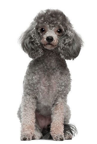 Poodle đáng yêu ngơ ngác nhìn xa xăm