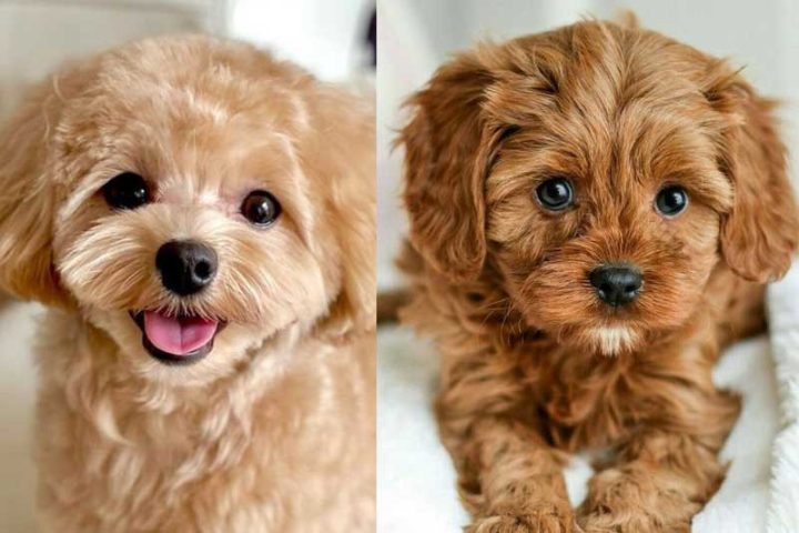 Poodle đáng yêu