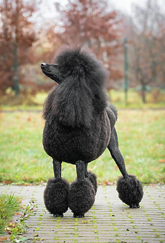 Poodle đen kiêu sa