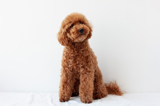 Poodle đỏ nâu với kiểu tóc độc đáo