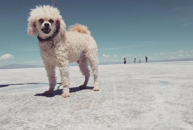 Poodle đứng trên đồng cỏ ngắm bầu trời