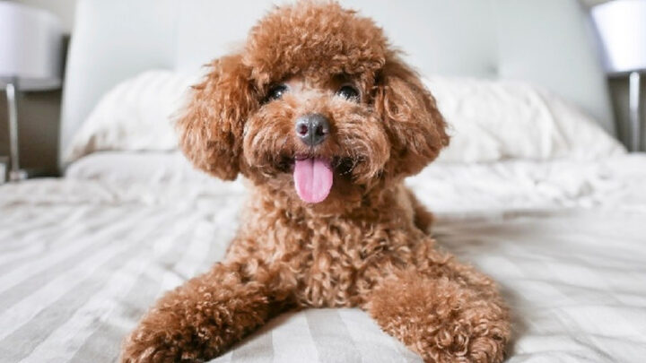 Poodle, giống chó nhỏ thông minh với bộ lông xoăn đặc trưng, cực kỳ thân thiện và quấn chủ