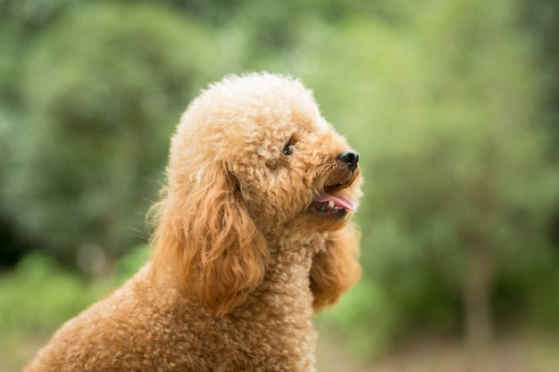 Poodle lông xù vui vẻ trên đồng cỏ