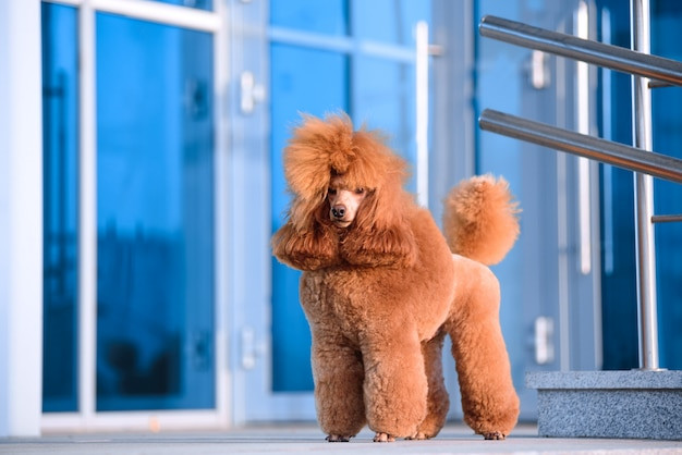 Poodle màu đào đáng yêu tại trung tâm mua sắm