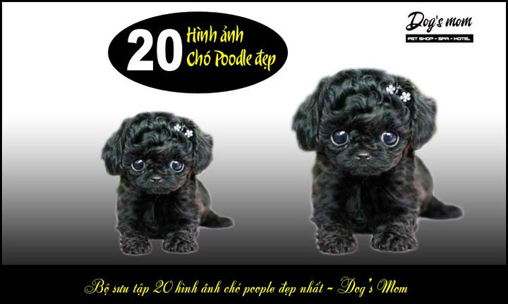 Kinh nghiệm chọn chó Poodle: Hướng dẫn chi tiết từ A-Z