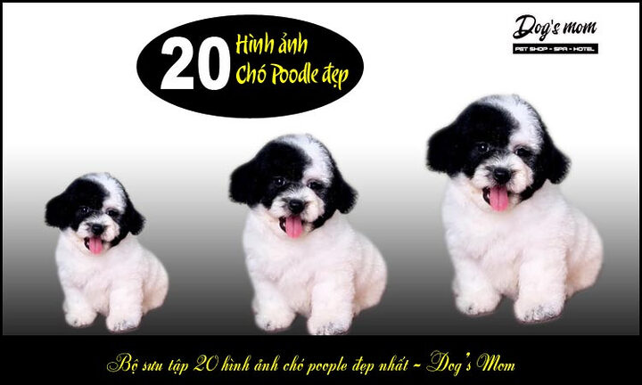 Kinh nghiệm chọn chó Poodle: Hướng dẫn chi tiết từ A-Z