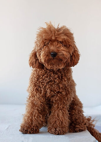 Poodle mini đỏ nâu ngồi ngoan ngoãn